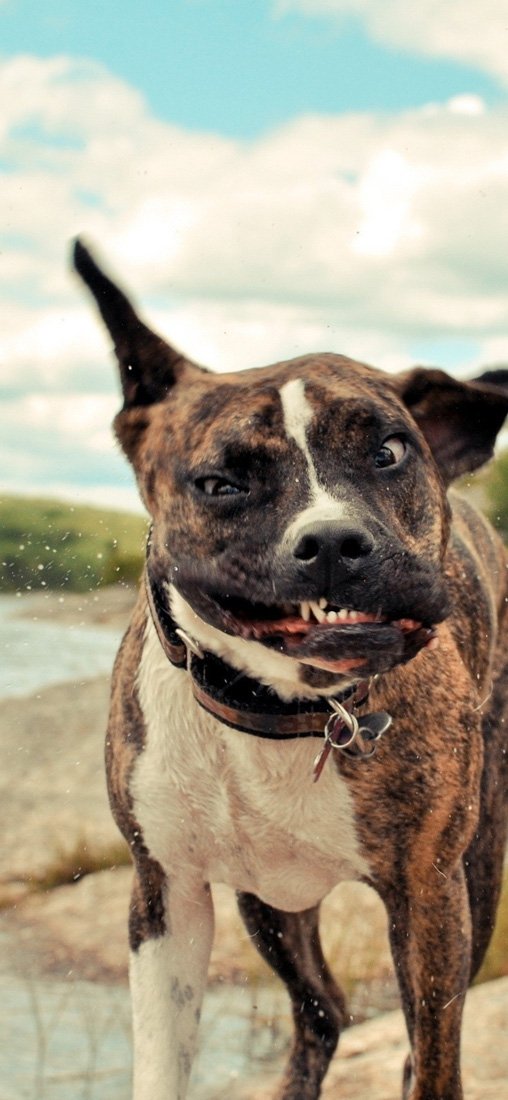 PeelitStickit Dog, Animal Wall Murals ID-181, vinyl