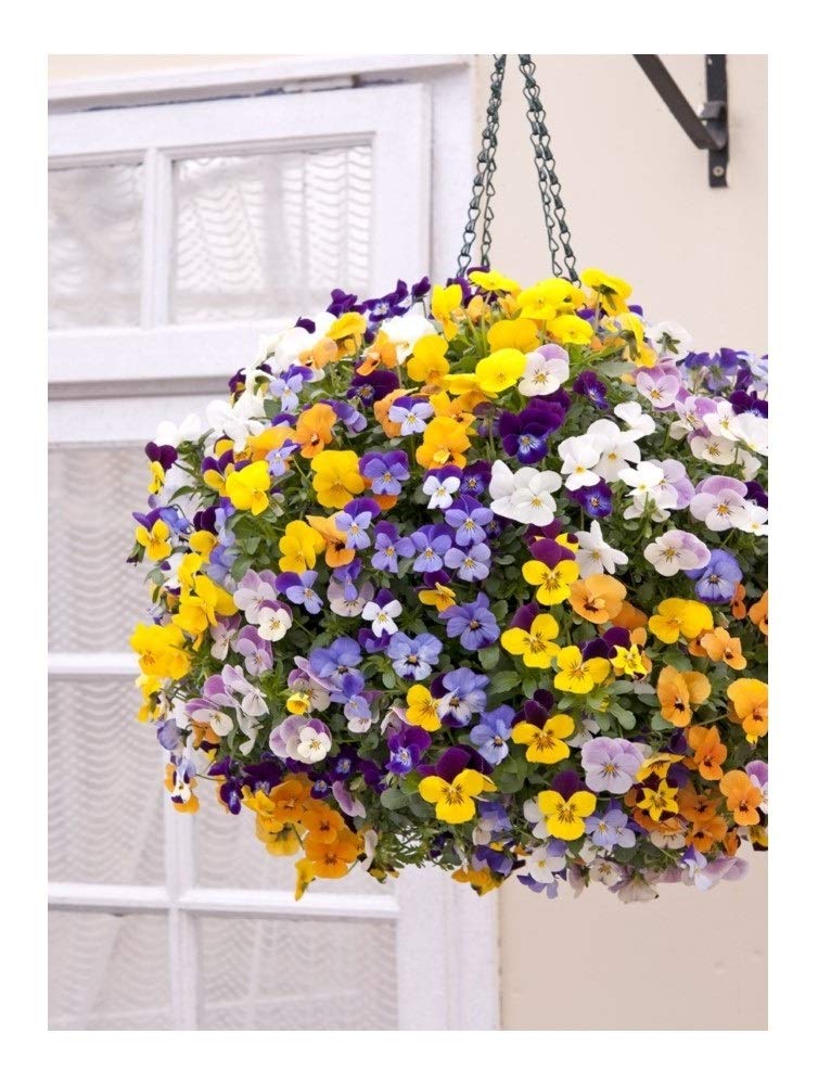 PREMIER SEEDS DIRECT Viola CORNUTA - Winter Trailing - TEARDROPS F1 Mix - 20 Seeds