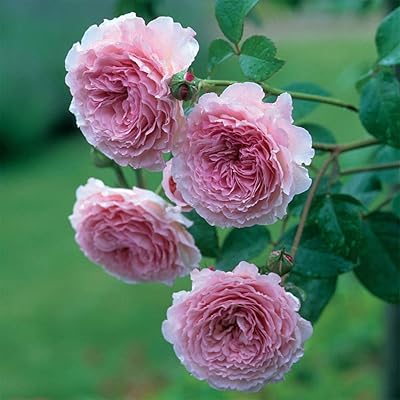 Buy Own Root One Gallon James Galway David Austin Rose By Heirloom Roses Online In Indonesia B07nj5hhgx