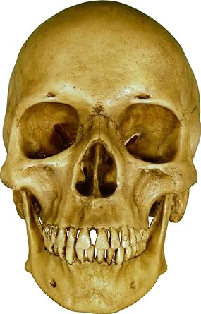 Amazon Com Life Size Model Human Skull Replica Aged Earth Brown Relic Life Size Reproduction By Nose Desserts Brand Industrial Scientific