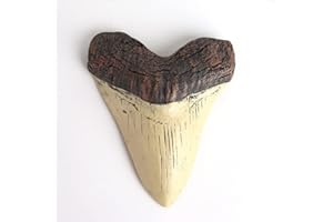 REYINL 5.5 Inch Megalodon (Carcharodon megalodon) tooth, Ivory Color with Serrations(Replica)
