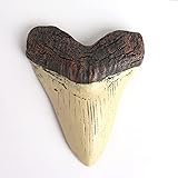 5.5 Inch Megalodon