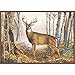 CPR Whitetail Deer Rug