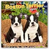 Boston Terrier Puppies 2019 12 x 12 Inch Monthly Square Wall Calendar, Animals Dog Breeds Terrier Puppies (English, French and Spanish Edition)