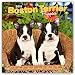 Boston Terrier Puppies 2019 12 x 12 Inch Monthly Square Wall Calendar, Animals Dog Breeds Terrier Puppies (English, French and Spanish Edition)