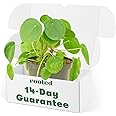 Rooted Chinese Money Plant, Pilea Peperomioides, Live, Live Indoor, Home Decor, Easy to Grow, Easy to Care, Outdoor Garden and Low Maintenance Houseplant (6")