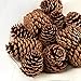 Bulk Package of Natural Pinecones-1/2 Pound