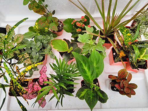 Terrarium & Fairy Garden Plants - 8 Plants in 2.5 (Is Approximately 4 to 6 Inches Height of the Plant)