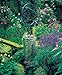 The Fragrant Garden: Growing and Using Scented Plants