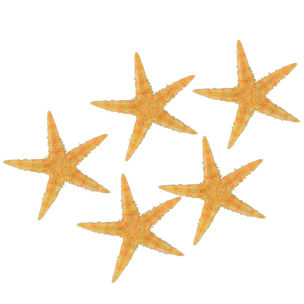 cnomg 80 pcs Sea Shells, Mixed Beach Seashells, Colorful Natural Seashells Perfect Accents for Candle Making，Home Decorations, Beach Theme Party Wedding Decor, DIY Crafts, Fish Tank and Vase Fillers