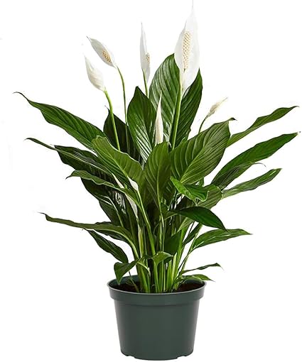 Amazon.com: American Plant Exchange Spathiphyllum - Planta de flor viva de “ lirio de la paz” en maceta de 6 pulgadas, planta de fácil cuidado, para interior y purifica el aire: Jardín y