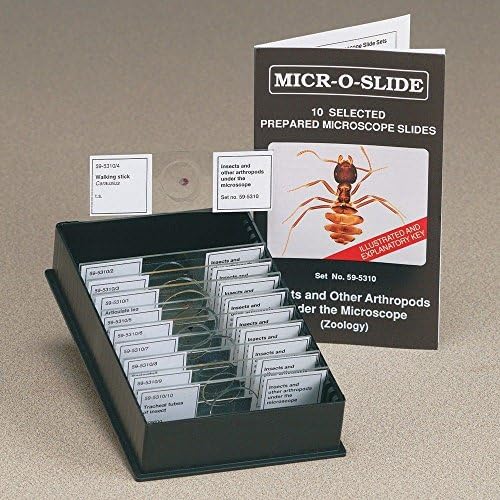 LEIDER Insects and Other Arthropods Microscopic Glass Specimen Slides Set of 10