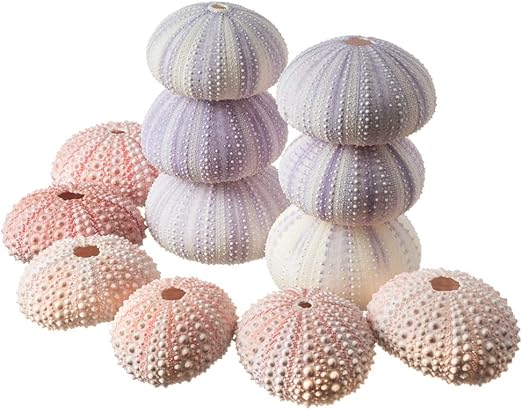 Amazon Com Sea Urchins 6 Pink Sea Urchin Shells 6 Purple Sea