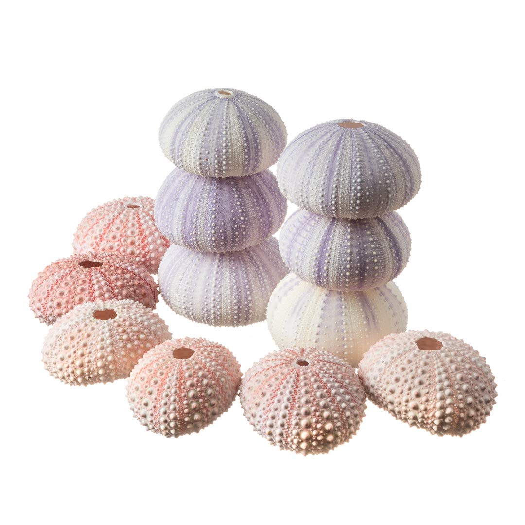 Buy Sea Urchins 6 Pink Sea Urchin Shells 6 Purple Sea Urchin