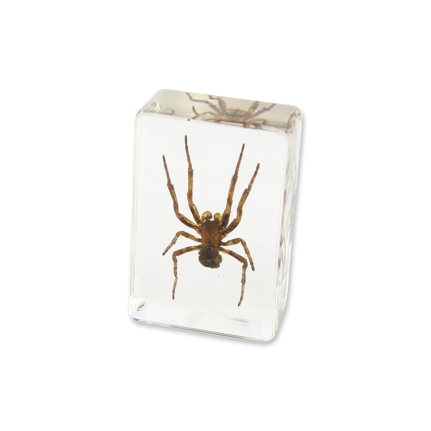 REALBUG Spider Paperweight (1 1/8 x 1 3/4 x 3/4) Toys & Games