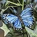 Factory Direct Craft® Group of 12 Assorted Color Natural Feathered Monarch Mini Butterflies with Attached Wire for Easy Displaying and Crafting