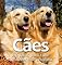 Livro Cães - 176 Raças para Você Conhecer e Se Encantar