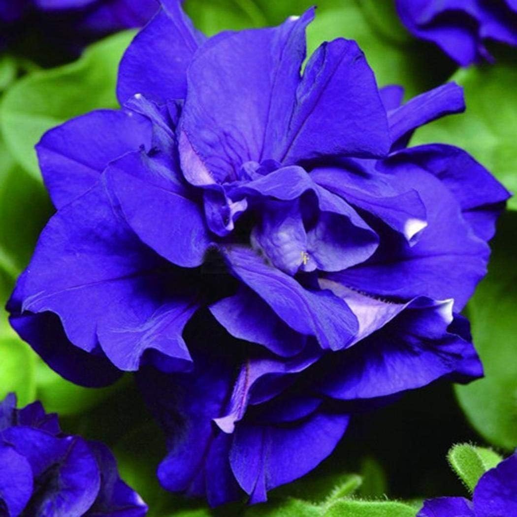 Lioder 10pcs Rare Geranium Seeds Pelargonium Hortorum Balcony Garden Flower Seeds Plant Potted Bonsai