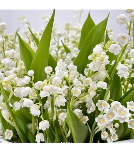 Amazon.com : 10 Large, Plump Lily of The Valley Bare Root Plant