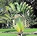 Travelers Palm Tree Seeds 15 Seeds Upc 646263362679