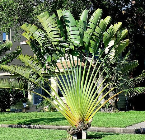 Travelers Palm Tree Seeds 15 Seeds Upc 646263362679
