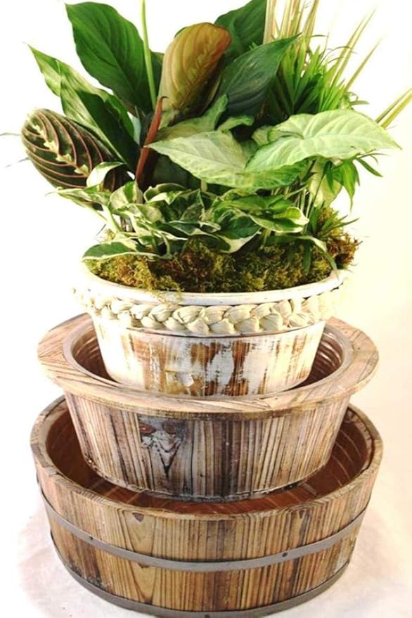 SmartMe Wooden Planter with Dish Garden, Set of 3, (Excludes AZ, CA). E15