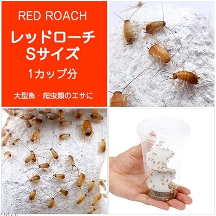 Amazon 生餌 レッドローチ Sサイズ 1カップ分 爬虫類 大型魚 餌 エサ 生体 プロスパーインターナショナル フード 通販 Amazon 生餌 レッドローチ Sサイズ 1カップ分 爬虫類 大型魚 餌 エサ 生体 プロスパーインターナショナル フード 通販