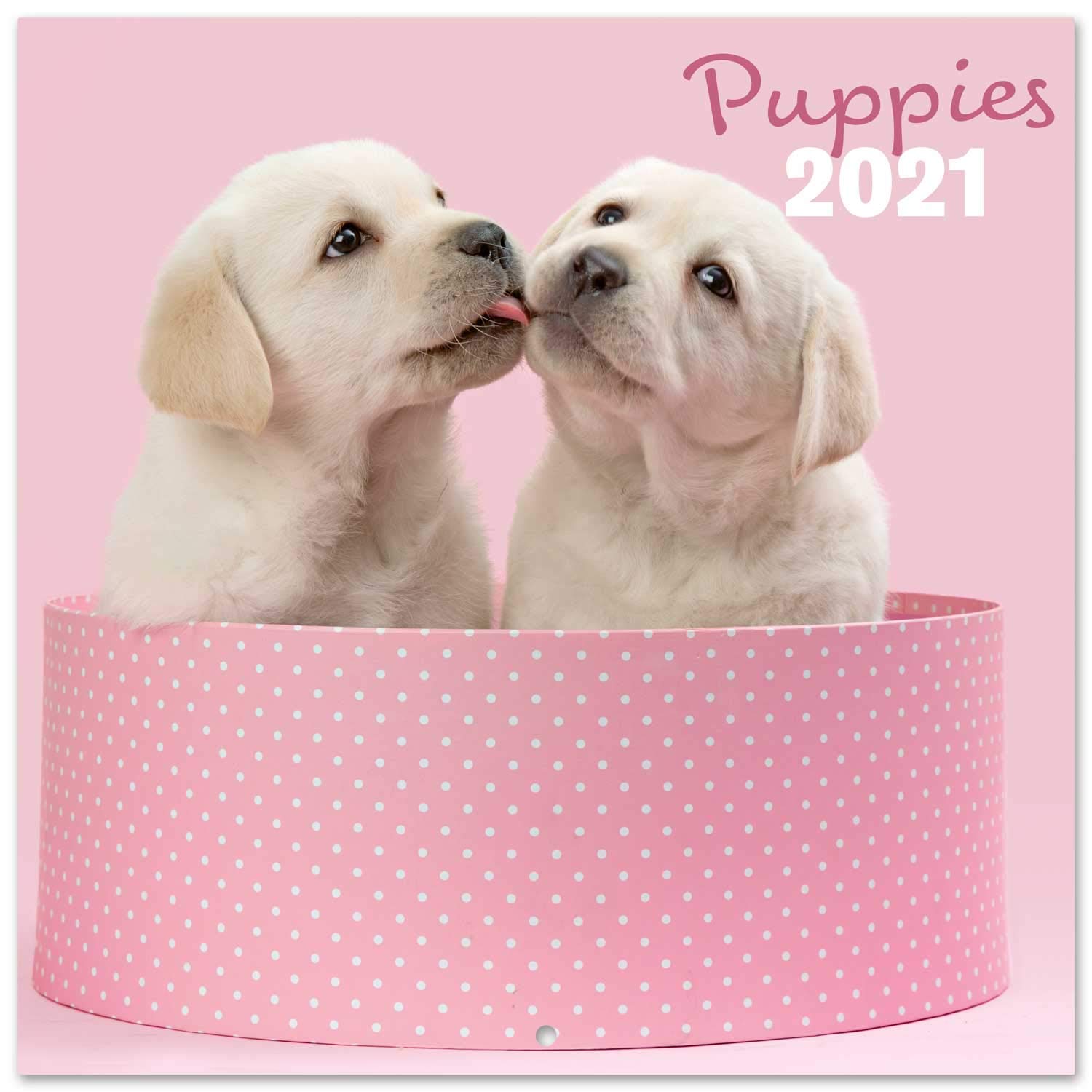 Official Chantrenne Dog 2021 Wall Calendar 11.8 x 11.8 inches (16 Months) Family Planner Calendar 2021,CP21014