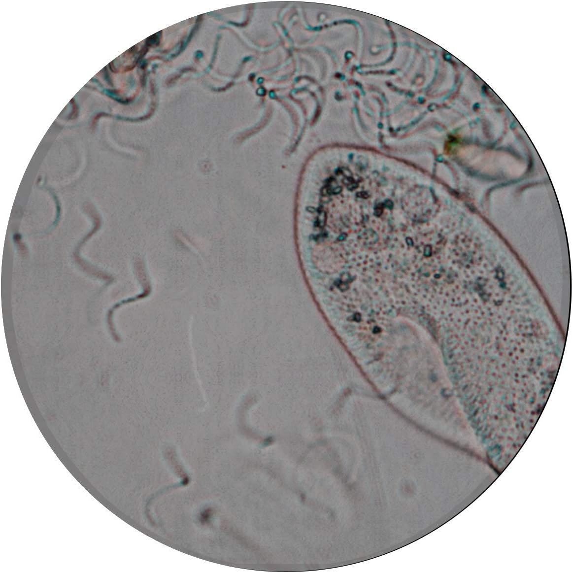 Alfombras Dormitorios Life Origin Paramecium Alfombras para sala de