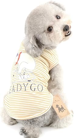 chihuahua summer clothes