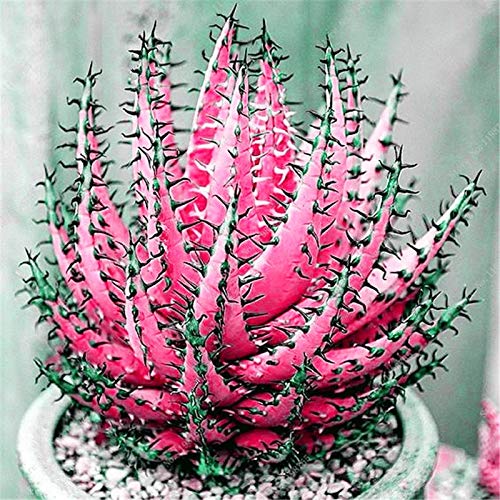 Pinkdose Bonsai 200 Pcs Rare Color Aloe Bonsai Excellent Houseplants Succulent Aloe Vera Bonsai Use Beauty Edible Cosmetic Bonsai Plants: e - Thumbnail 3