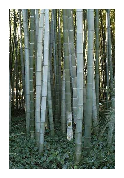Garden Bonsai Tree Sementes Blue 2017 New Sale 50pcs Moso Bamboo Seeds Phyllostachys Pubescens Giant Mao