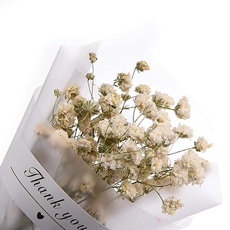 Dizi248 Mini étoile Naturelle Fleur Séchée Décoration De