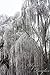 50 SILVER WEEPING BIRCH TREE White European Betula Pendula Alba Seeds Comb S/H by Seedville