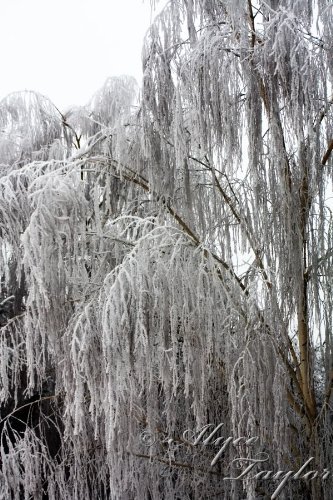 50 SILVER WEEPING BIRCH TREE White European Betula Pendula Alba Seeds Comb S/H by Seedville
