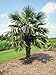 Chinese Windmill Palm 10 Seeds - Trachycarpus