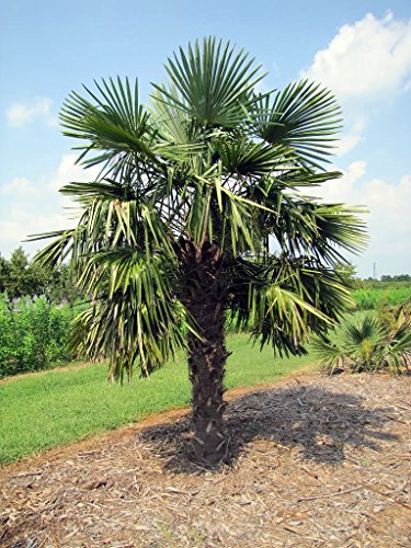 Chinese Windmill Palm 10 Seeds - Trachycarpus Chinese Windmill Palm 10 Seeds - Trachycarpus