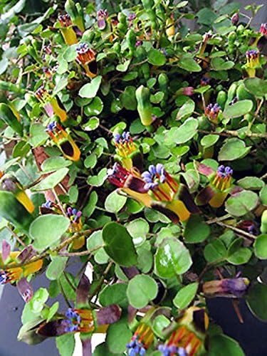 Flowers Patio Lawn Garden Fuchsia Procumbens Creeping Rainbow Fuchsia Climbing Flowers Rare 7 Seeds Protekal Mk