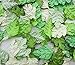100 pcs Patch Mlberry Paper Leaves 37x23 mm Mulberry Paper Pine Leaves Scrapbooking Wedding DIY Craft Supplies Card, Artificial Leave (Mixed Green)