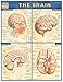 Brain (Quick Study Academic)