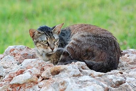 Amazon Co Jp 特大 ポスター 猫横たわる石 壁紙ウォールステッカーポスター 594x4mm Generic