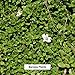 Banyan Botanicals Bacopa Powder, 1 Pound - USDA Organic - Bacopa monniera - Ayurvedic Herb for Memory & Focus