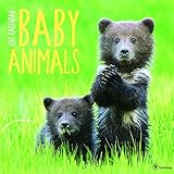 2017 Baby Animals Wall Calendar by