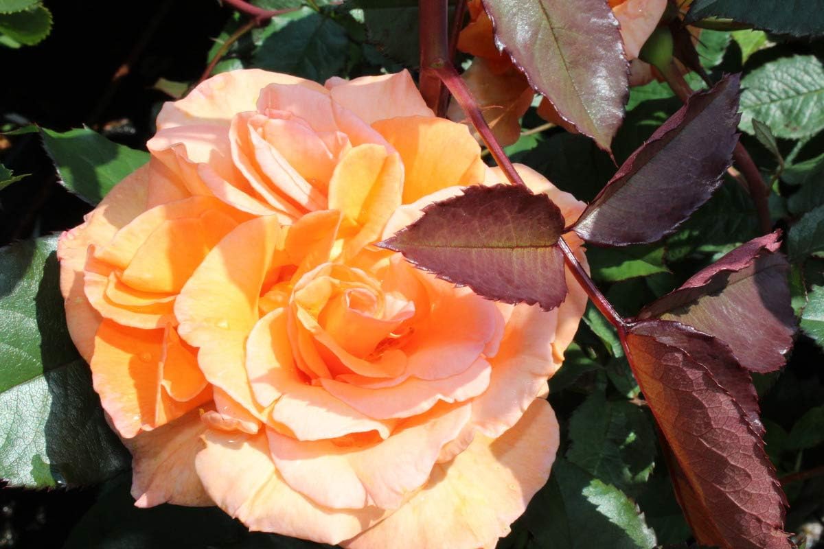 Rose Doris Tysterman - A Strong Plant in a 3 L Container