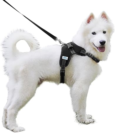 sled dog harness amazon