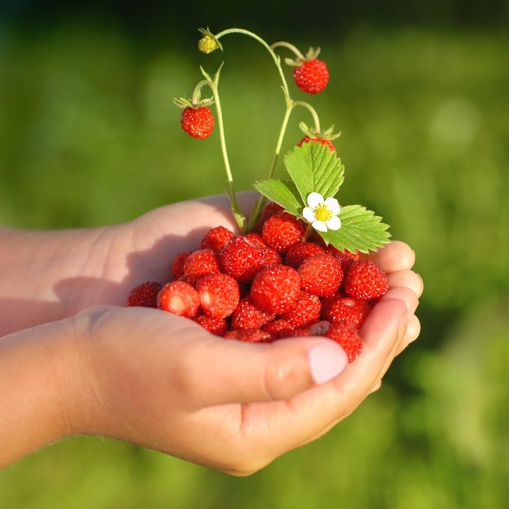 Wild Strawberry Rugia seeds - Fragaria vesca