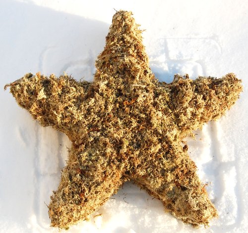 16 Star Sphagnum Moss Living Wreath Form Highway 92 Succulents