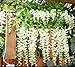 Lannu 12 Pack 3.6 FT Long Artificial Wisteria Flowers Silk Hanging Vine Ratta Flowers String Bush for Home Wedding Party Decor, Cream