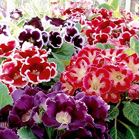 Live Green Gloxinia Tuberous Flower Bulb Pack Of 2 Bulbs Amazon In Garden Outdoors