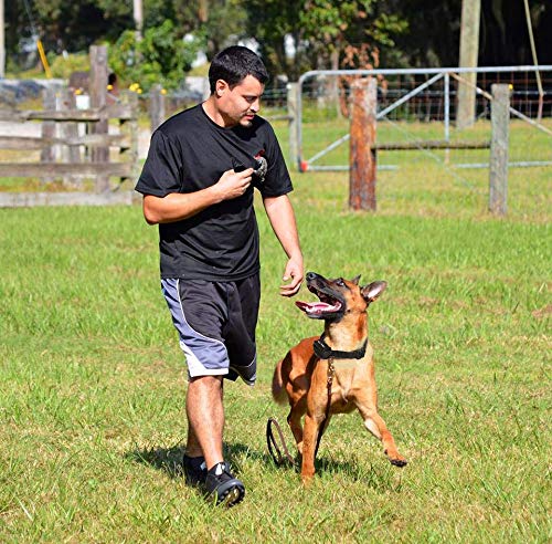 dog distance shock collar